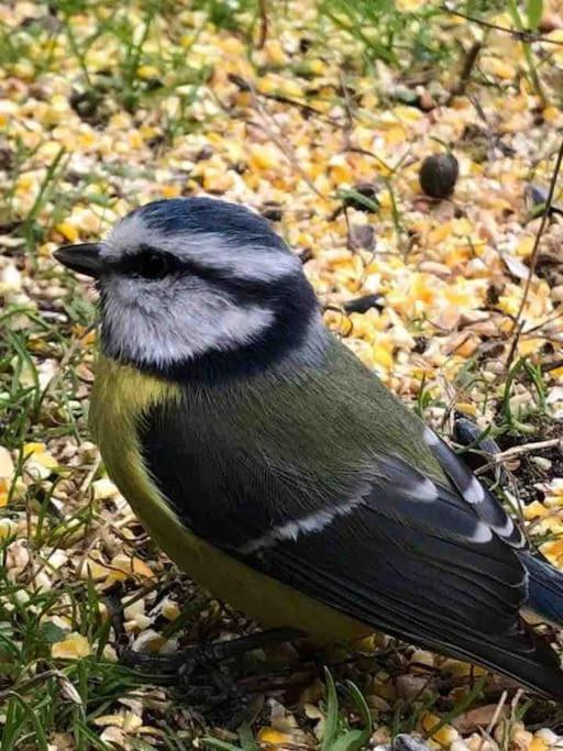 Gite De La Mesange Rochesson Dış mekan fotoğraf